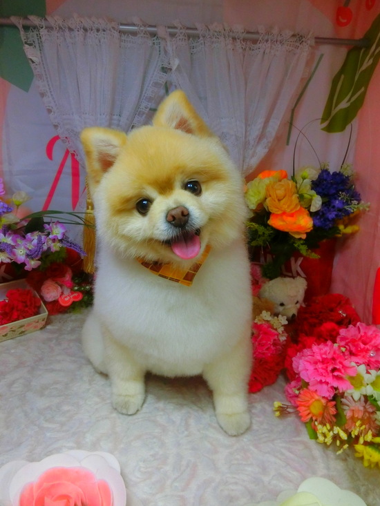 港北区トリミングサロンのワンちゃん