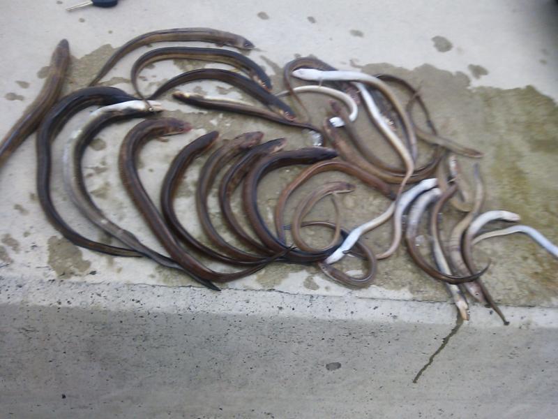 明石画像