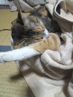 軟体なもんで