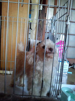 �y�����s�z�g�C�v�[�h���n���^����ی삵�Ă��܂��I�摜