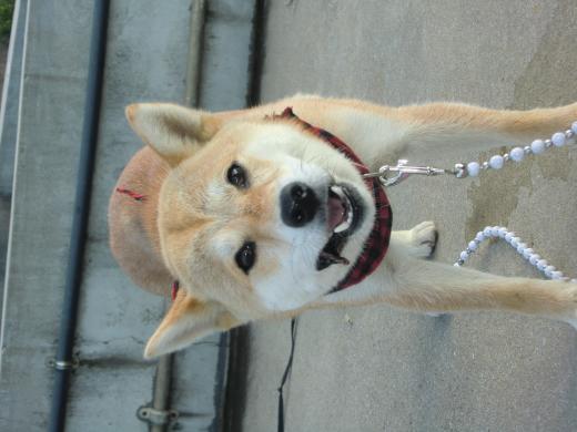 �T�c�L�����i���X�j�摜