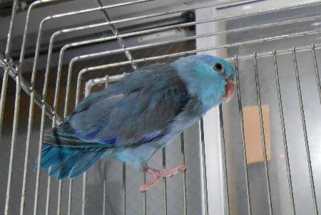 ペットショップ茶臼 | マメルリハ ブルーオス 幼鳥