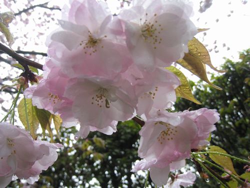 �f���炵���΂��ł��ˉ摜