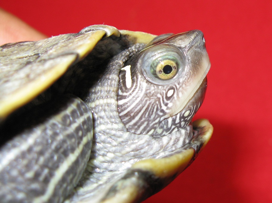 絶版❤️il Tarocco degli animali アニマルタロット ANIMAL TAROT