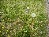 img_20130426-193317.jpg