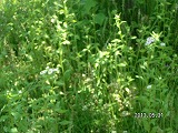 img_20130531-184340.jpg