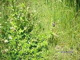 img_20130531-184408.jpg