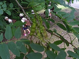 img_20130726-202039.jpg