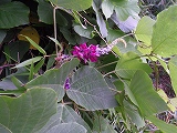 img_20130726-202057.jpg