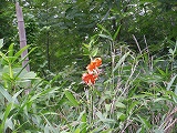 img_20130726-202120.jpg