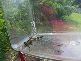 img_20130726-202234.jpg