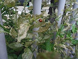 img_20130801-192346.jpg