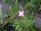 img_20130801-192541.jpg