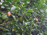 img_20130827-185409.jpg