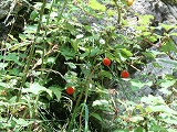 img_20140724-195543.jpg