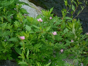 img_20140813-165057.jpg