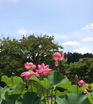 img_20140715-094250.jpg