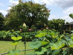 img_20140715-094523.jpg