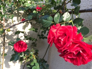 img_20150505-090826.jpg