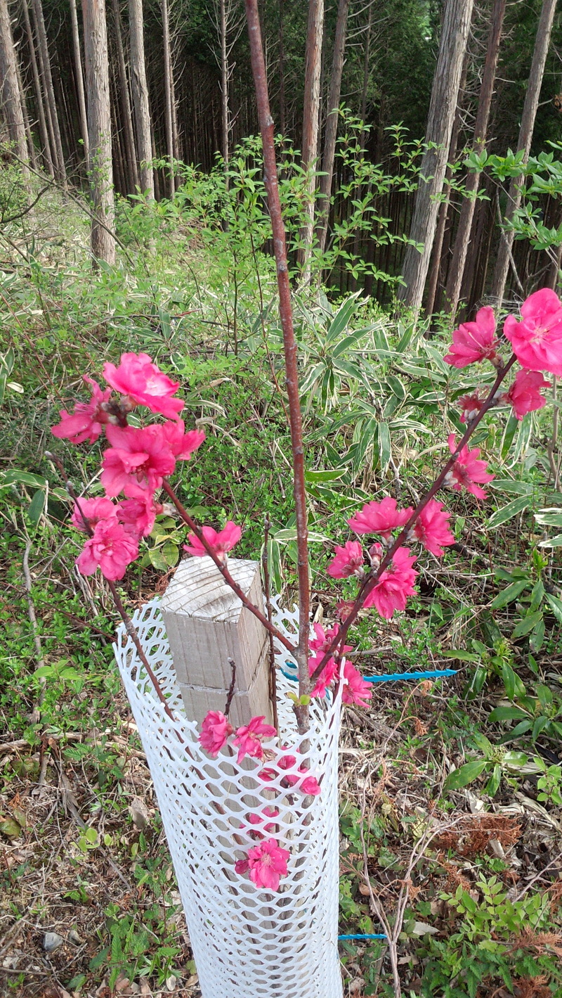 桜、花桃順調
