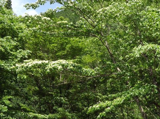 img_20130531-175133.jpg