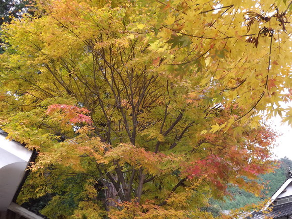img_20141119-153114.jpg