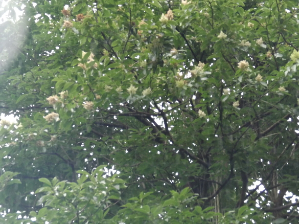 img_20150715-133114.jpg