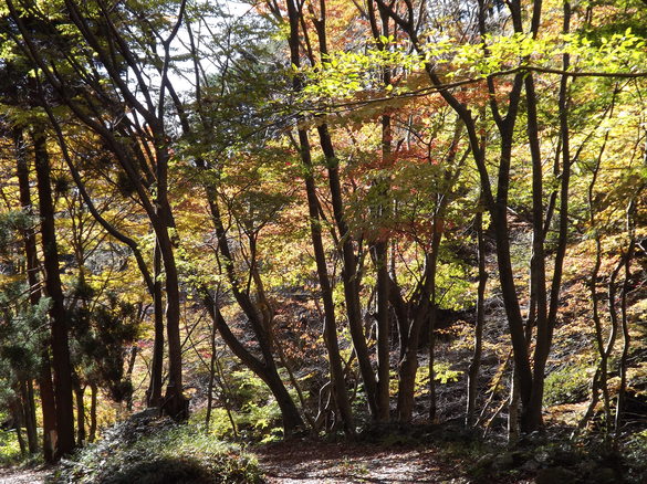 img_20151104-164259.jpg