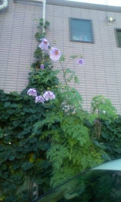 皇帝ダリヤ