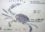 タイワンガザミ(♂) 画像