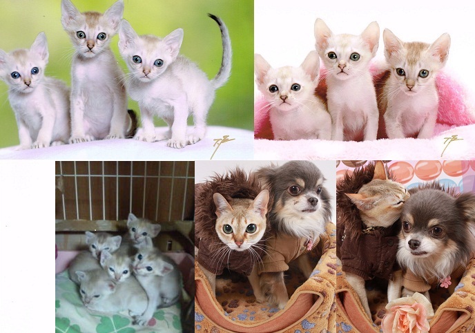 シンガプーラページ シンガプーラ☆ベンガル☆マンチカンキャテリー