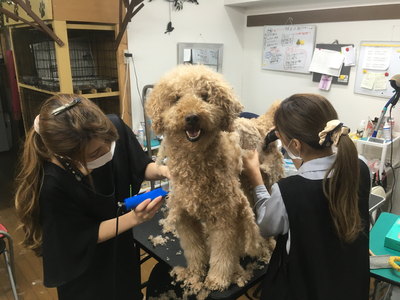 こんな犬もやります