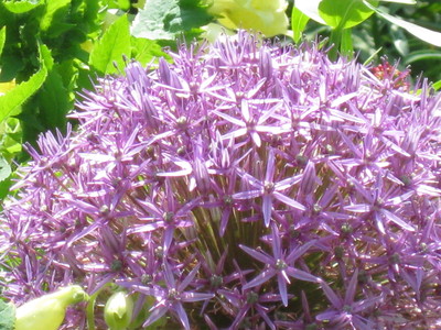 紫のお花