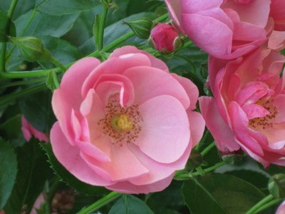 ピンクの花