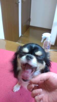 ビビちゃん　　あくび中～