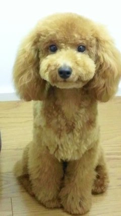 ブランくん　8ヶ月