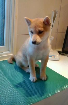 柴犬　メイちゃん　生後４ヶ月