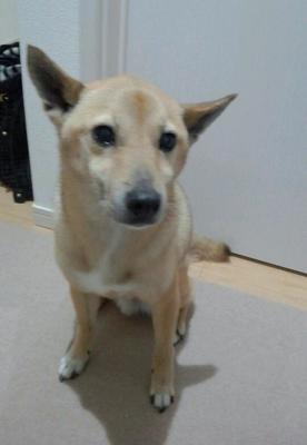 柴犬　　たけるくん　13歳