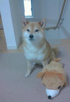 柴犬　　ほたるちゃん　　９歳
