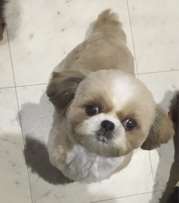 シーズー　アリスちゃん