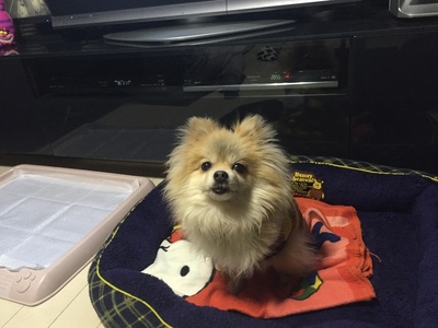 ポメラニアン（茶）チャーちゃん