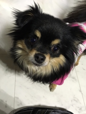 チワワミックス　ナラちゃん