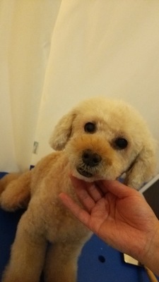 ラモちゃん