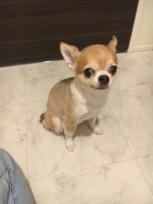 ロングコートチワワ　　あんずさん