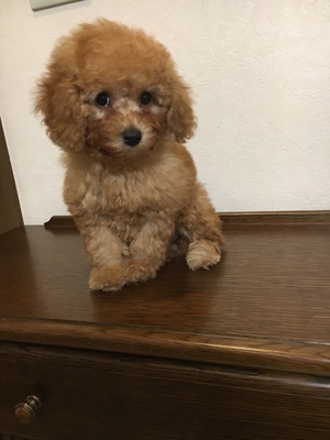 トイプードル  (アプリ）3ヶ月  らいはちゃん　