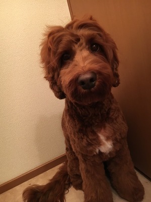 オーストラリアン　ラブラドゥ―ドゥル　ポロくん