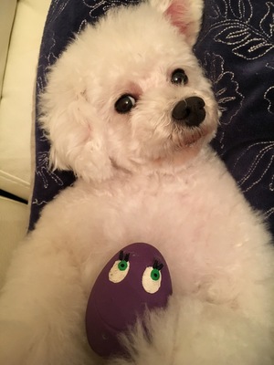 トイプードル(ホワイト)　タフィー