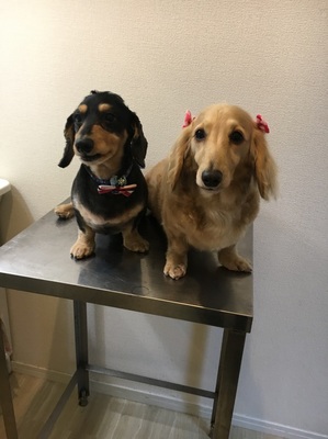 Mダックス　エルくん(８歳)&ココちゃん(７歳)