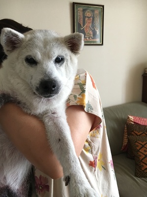 柴犬　15歳　さくらちゃん