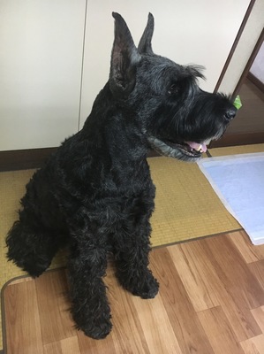 ちびちゃん